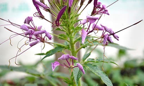 flower