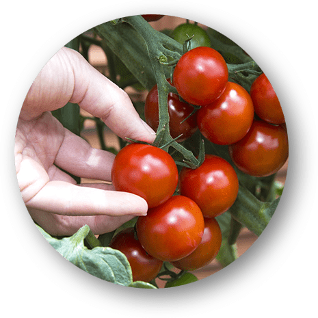 mini-tomato_photo