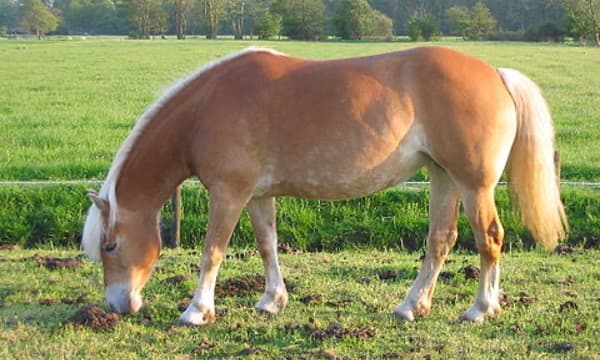 horse